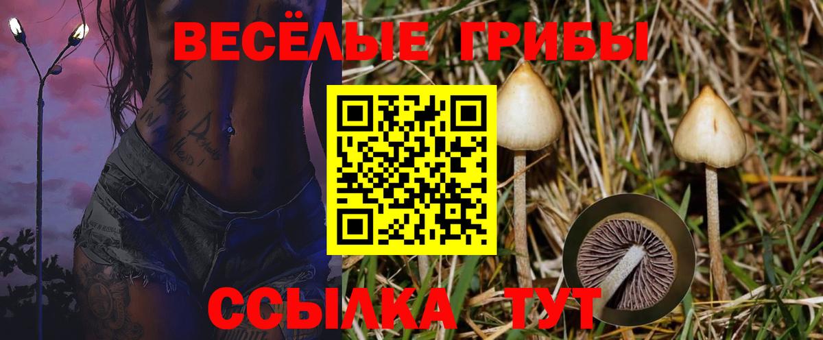 Балаково  Галлюциногенные грибы Psilocybine cubensis  Галлюциногенные грибы Psilocybe  Вход с VPN 